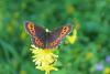 Erebia ligea